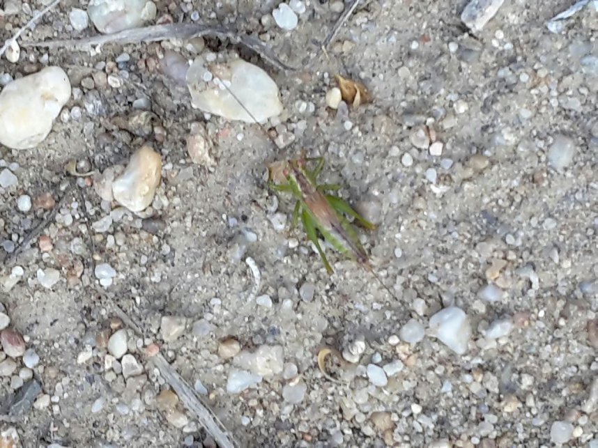 In der Elbe gefunden