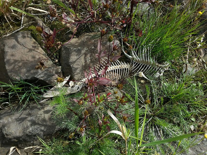 In der Elbe gefunden