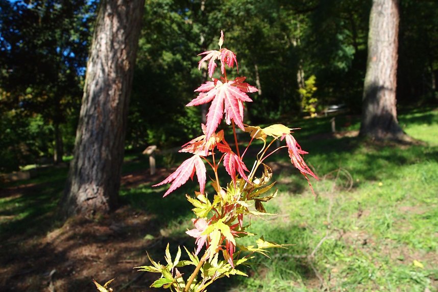 Herbst h&auml;lt Einzug im Ilfelder Ahornpark