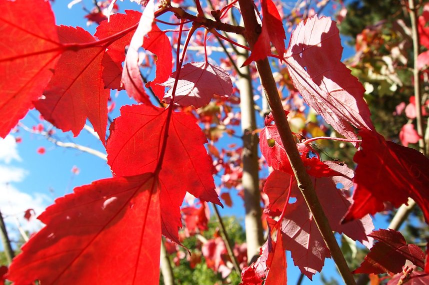 Herbst h&auml;lt Einzug im Ilfelder Ahornpark