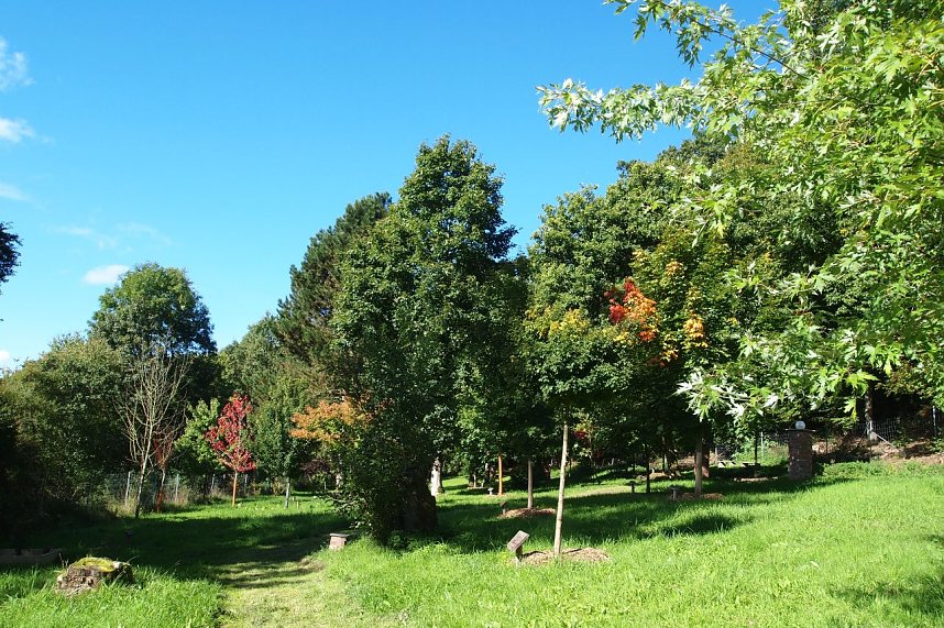 Herbst h&auml;lt Einzug im Ilfelder Ahornpark