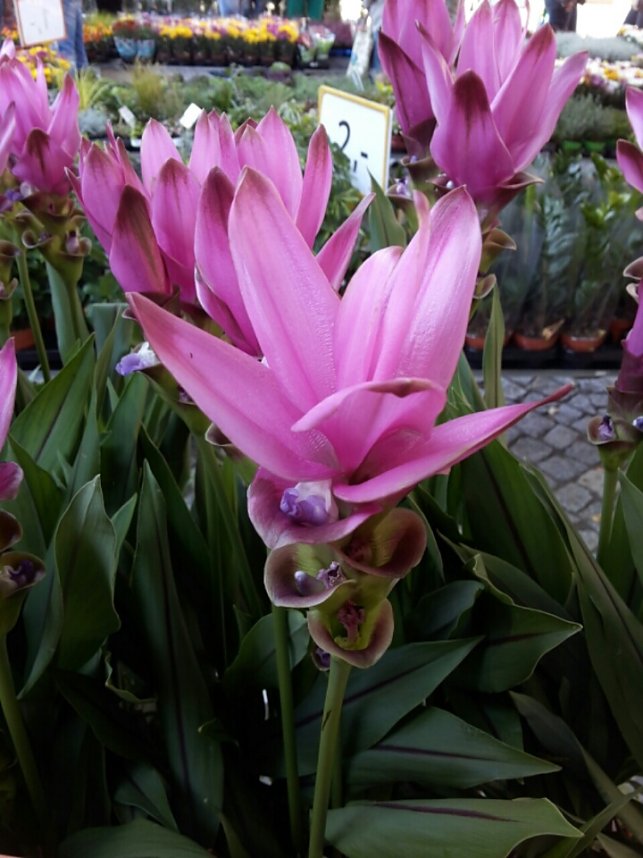 Menschen und K&uuml;rbisse