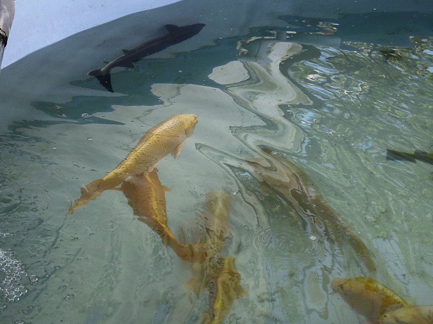 Fischerfest in Auleben