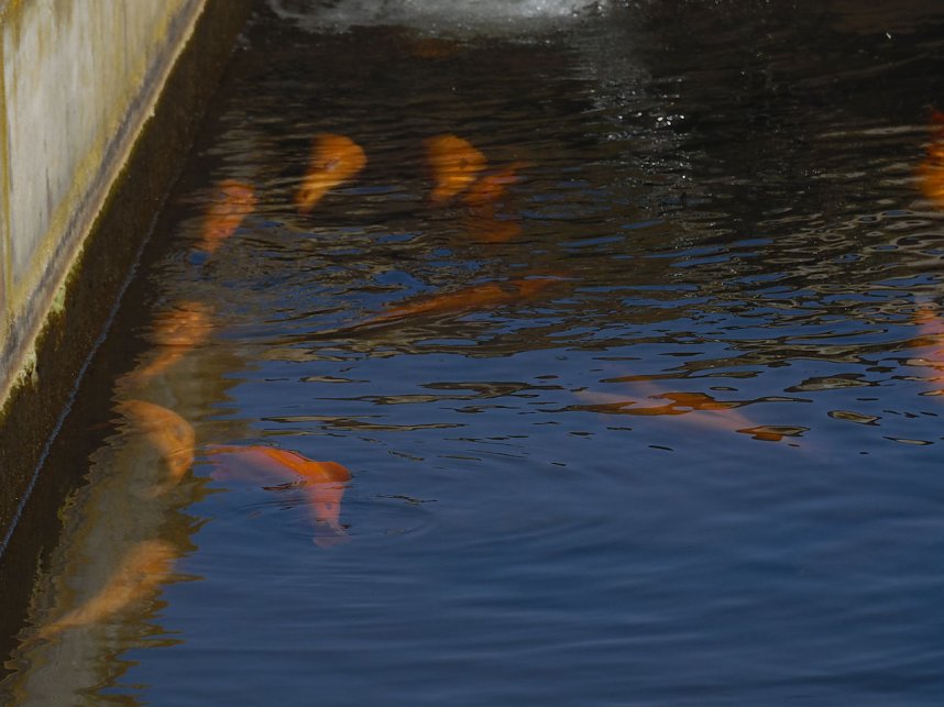 Fischerfest in Auleben