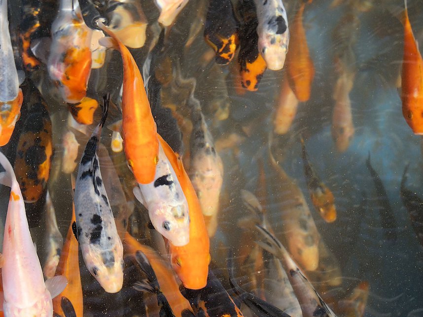 Fischerfest in Auleben