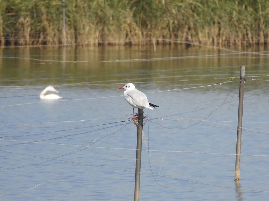 Fischerfest in Auleben