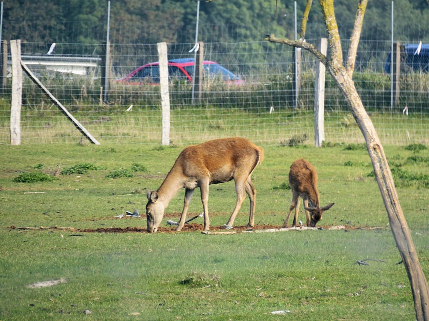 Fischerfest in Auleben