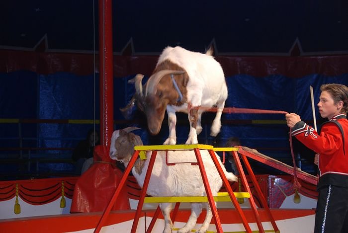 Circus Rolina gastiert in Nordhausen 