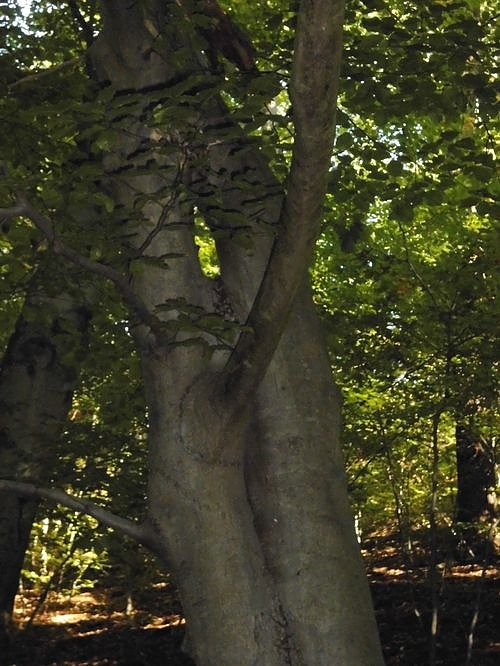 Wanderung durch den Harz