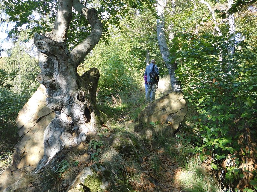 Wanderung durch den Harz
