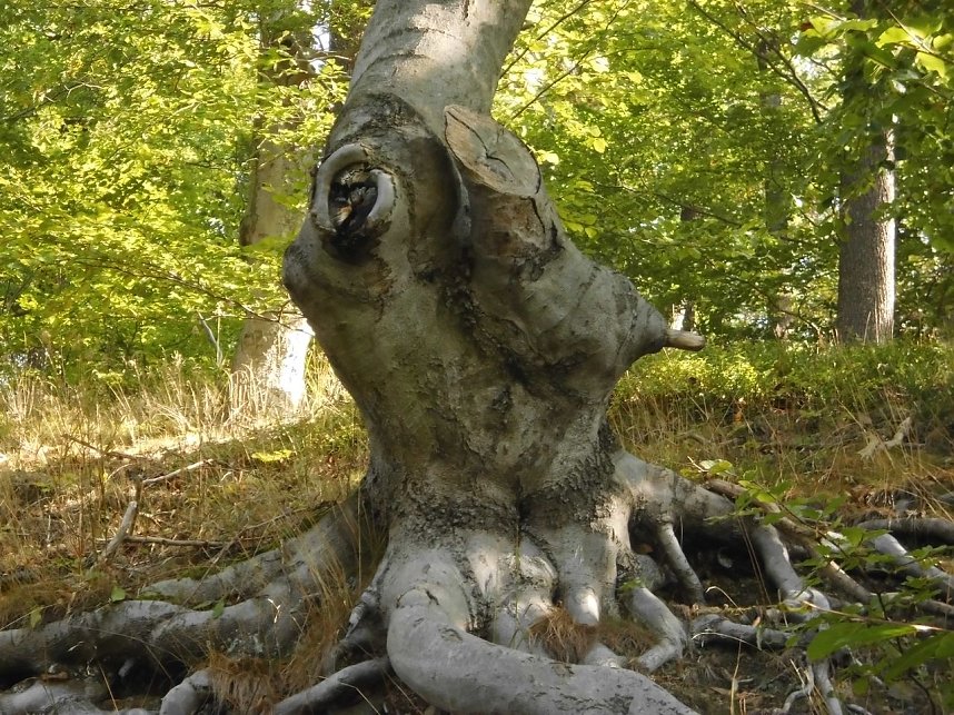 Wanderung durch den Harz