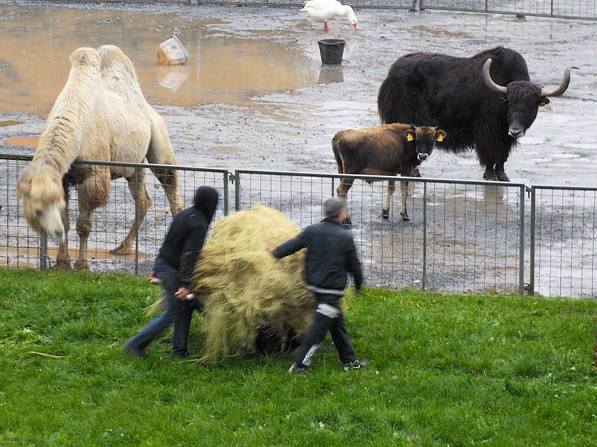 Zirkus Busch in Nordhausen