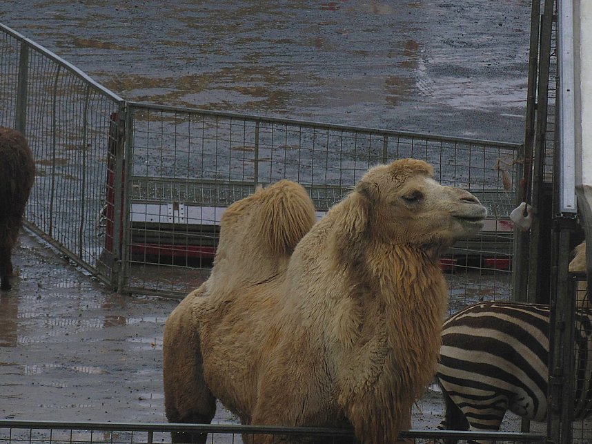 Zirkus Busch in Nordhausen