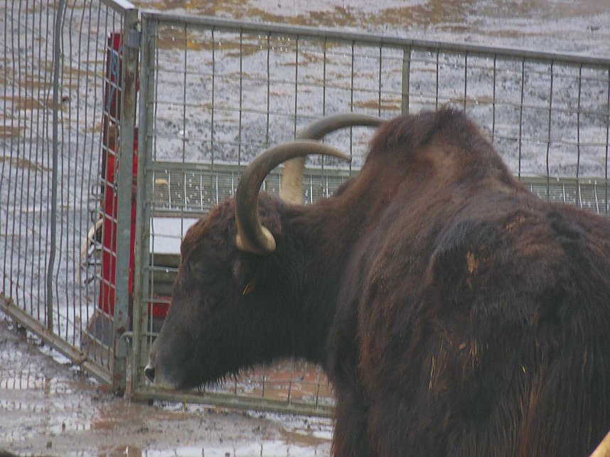 Zirkus Busch in Nordhausen