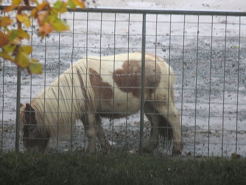 Zirkus Busch in Nordhausen