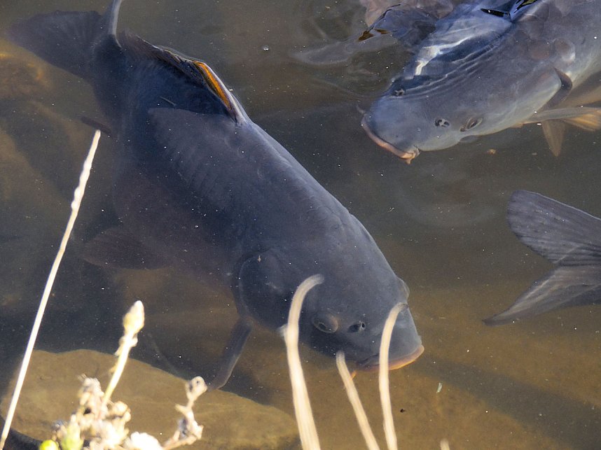 Peter Blei im Kloster Michaelisstein
