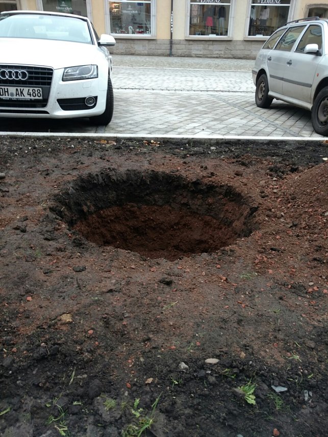 Scharlachkirschen werden gepflanzt