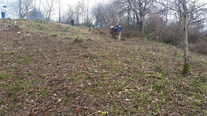 25 B&auml;ume gepflanzt