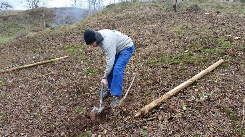 25 B&auml;ume gepflanzt