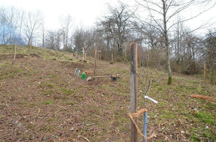 25 B&auml;ume gepflanzt