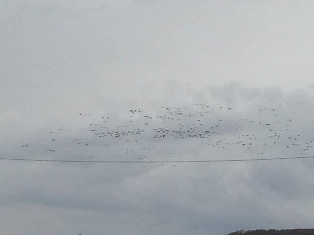 Kraniche &uuml;ber Nordhausen
