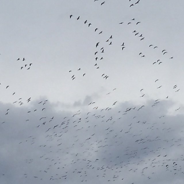 Kraniche &uuml;ber Nordhausen