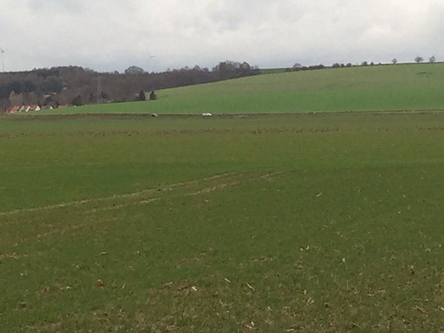 Kraniche &uuml;ber Nordhausen