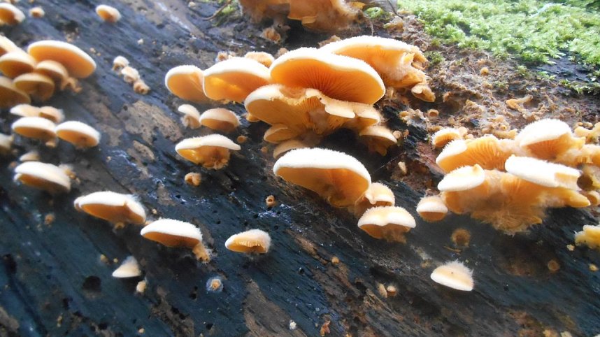 Pilze in der Weihnachtszeit: Samtfu&szlig;r&uuml;bline