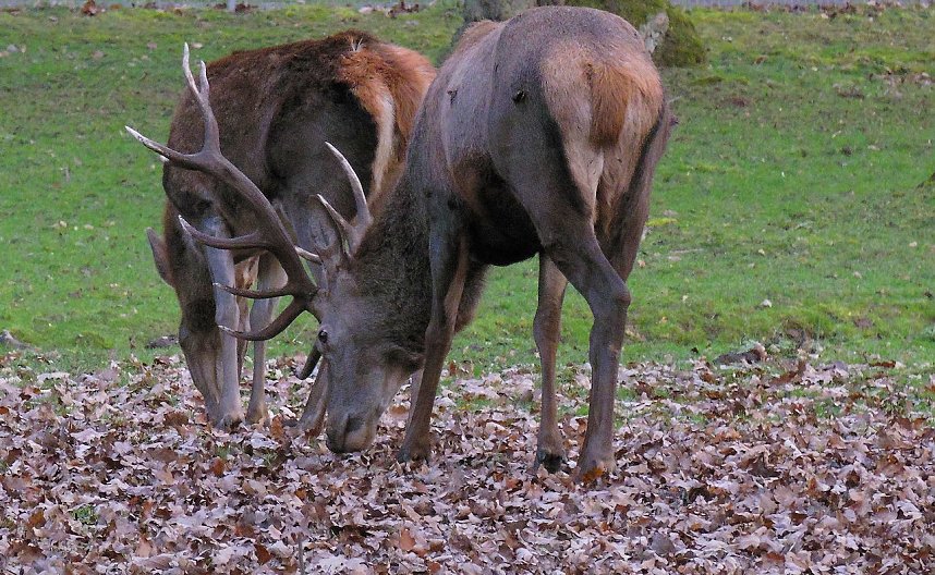 Sonntags im Stadtpark