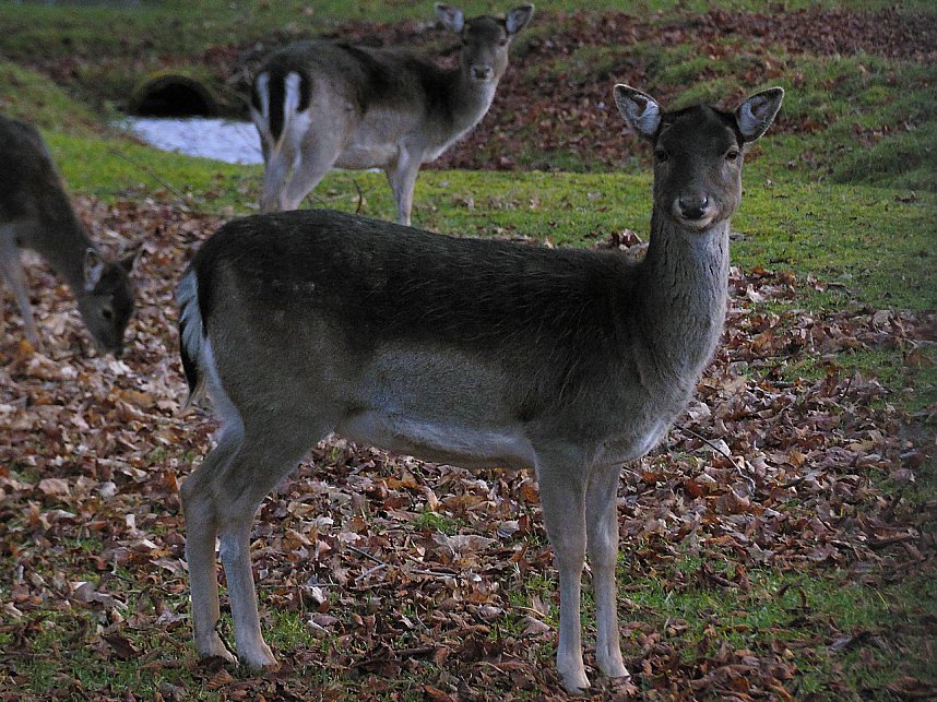 Sonntags im Stadtpark