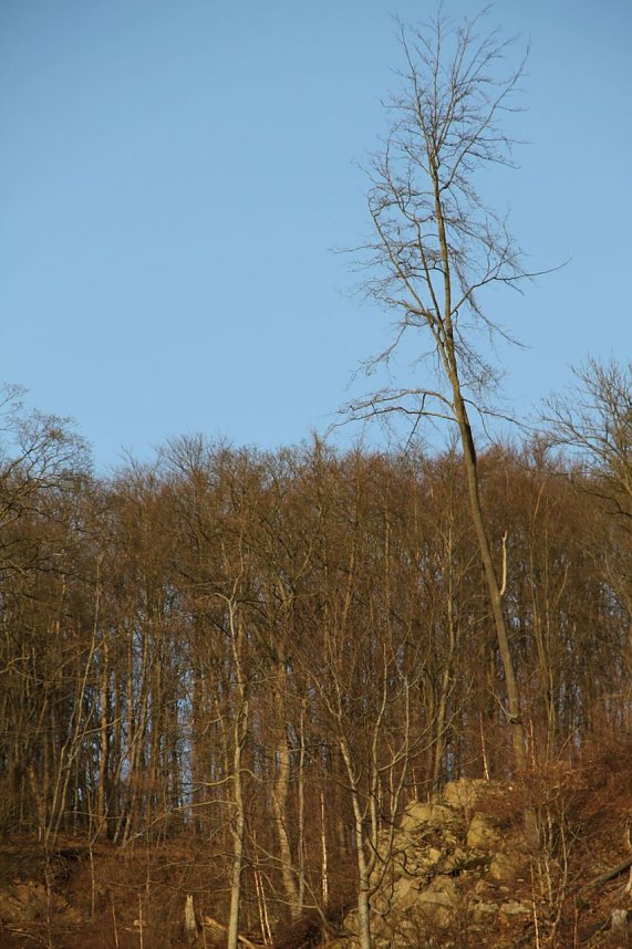 Dezembertag an der Talsperre Neustadt