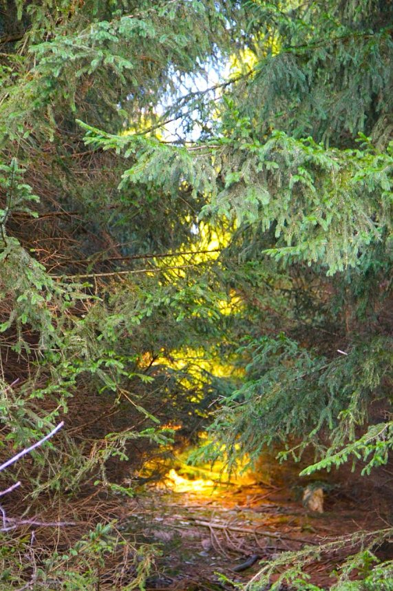 Dezembertag an der Talsperre Neustadt