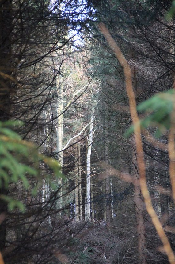 Dezembertag an der Talsperre Neustadt