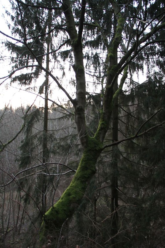 Dezembertag an der Talsperre Neustadt