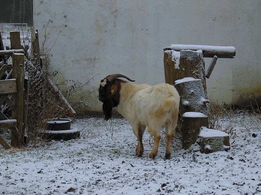 Zu Besuch am Hufhaus