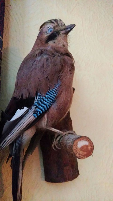 Zu Besuch am Hufhaus