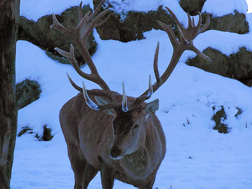 Eine Waldschneise bei Benneckenstein