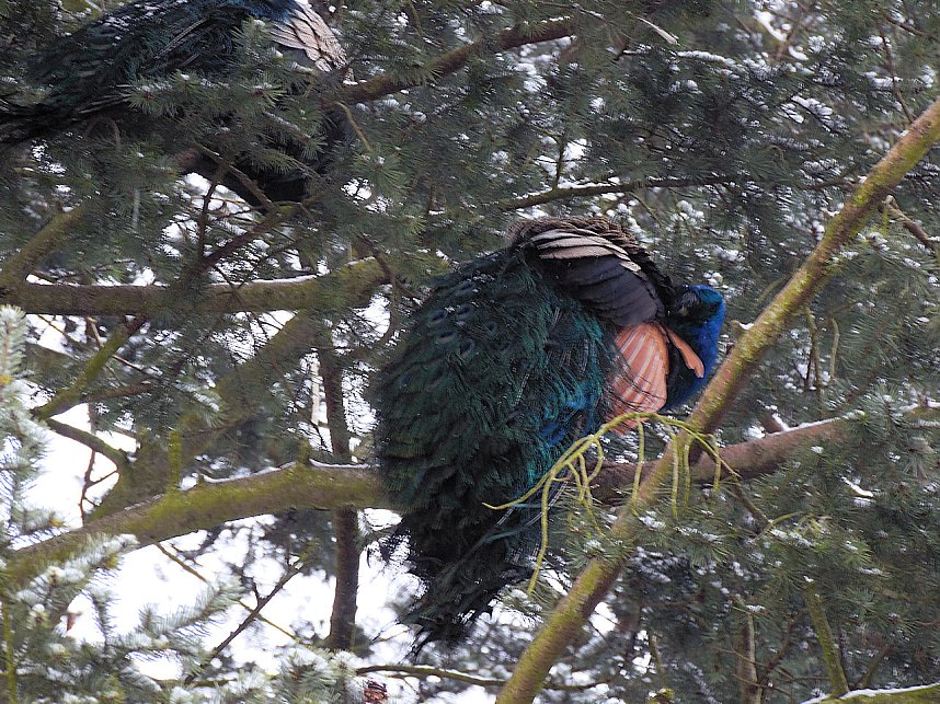 Peter Blei zu Besuch im W&ouml;rlitzer Park