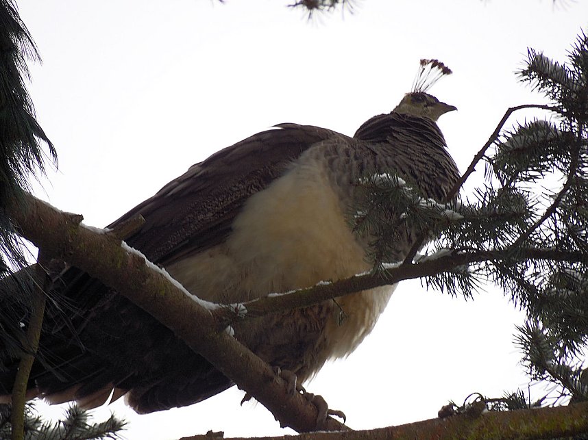 Peter Blei zu Besuch im W&ouml;rlitzer Park