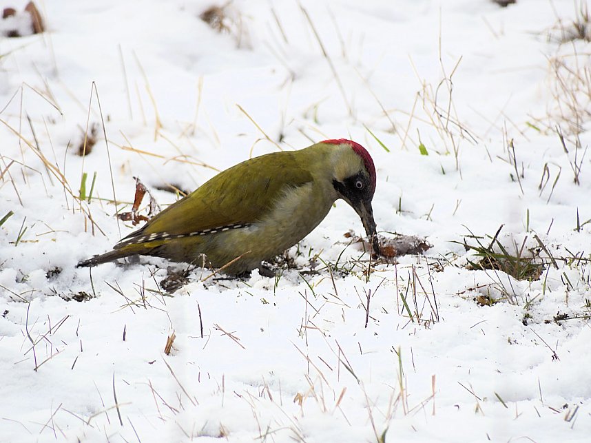 Peter Blei zu Besuch im W&ouml;rlitzer Park