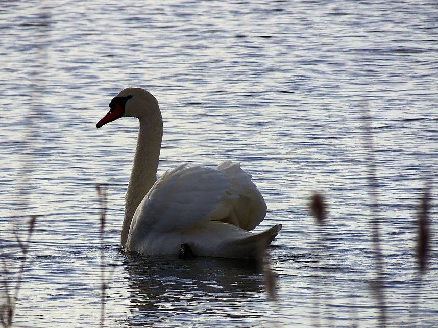 Tiere und Landschaft am Goitzschesee
