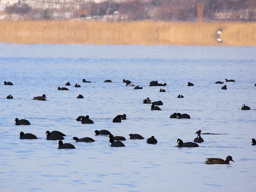 Tiere und Landschaft am Goitzschesee
