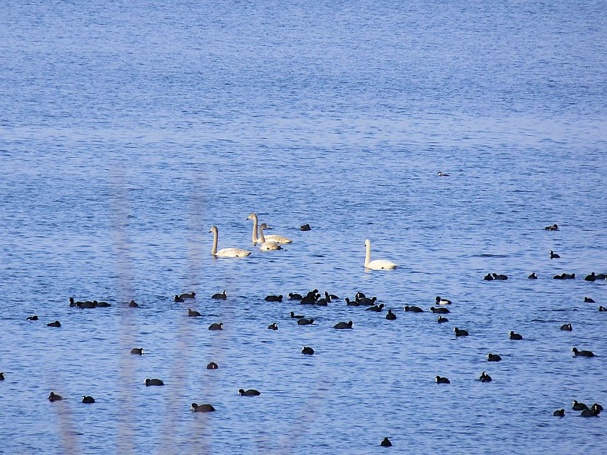 Tiere und Landschaft am Goitzschesee