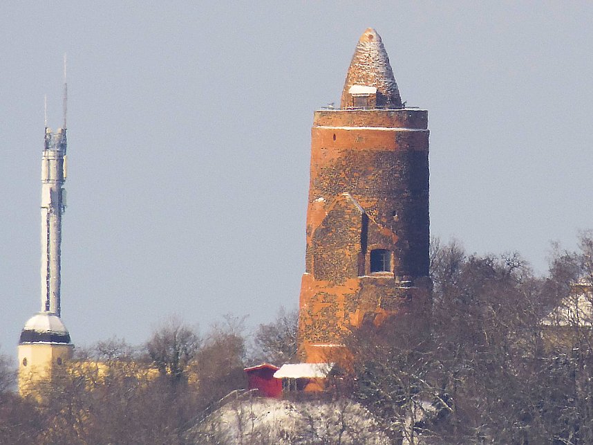 Tiere und Landschaft am Goitzschesee