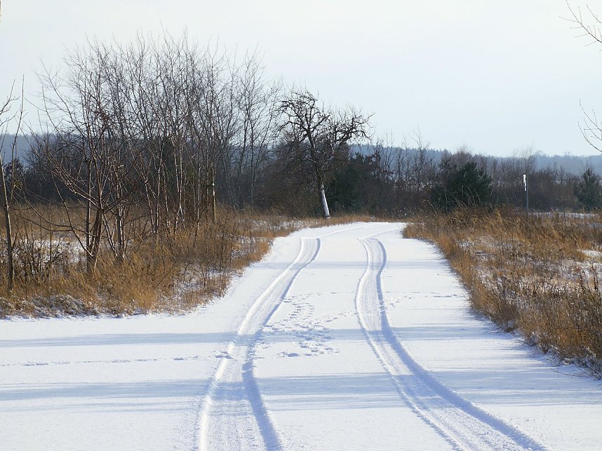 Tiere und Landschaft am Goitzschesee
