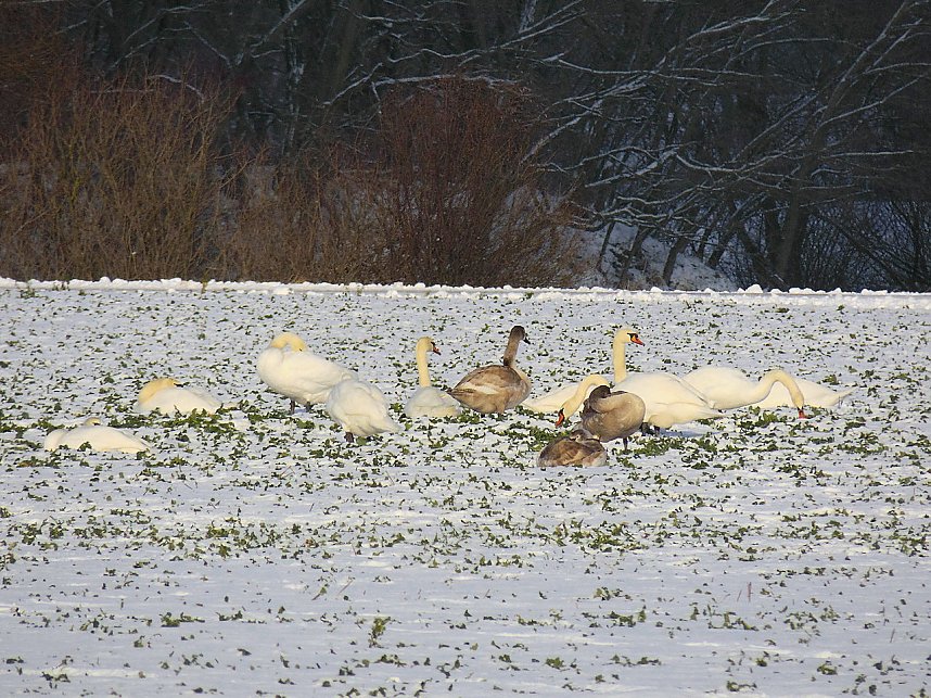 Tiere und Landschaft am Goitzschesee