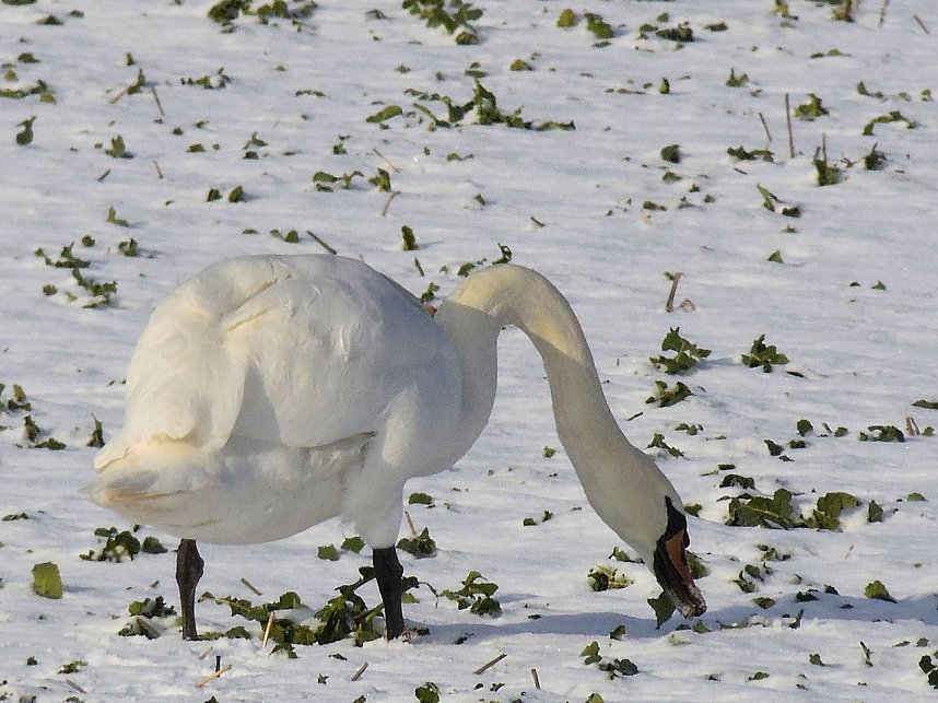 Tiere und Landschaft am Goitzschesee