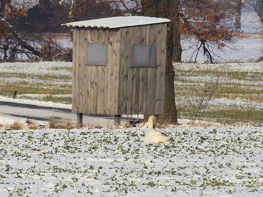 Tiere und Landschaft am Goitzschesee