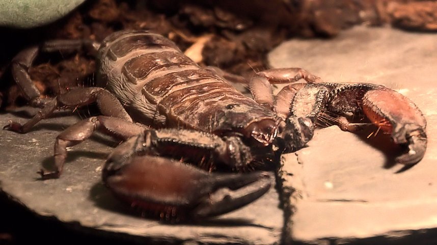 Exoten in einer Ausstellung