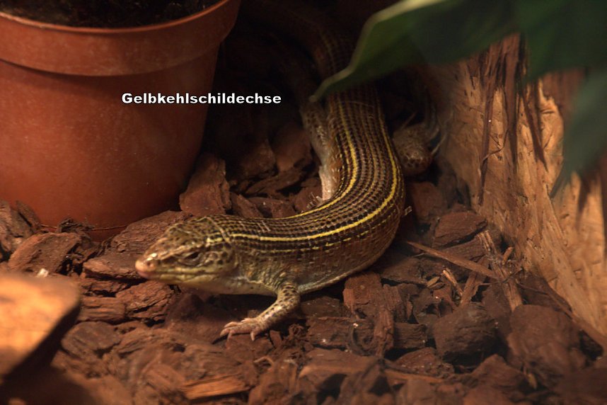 Exoten in einer Ausstellung